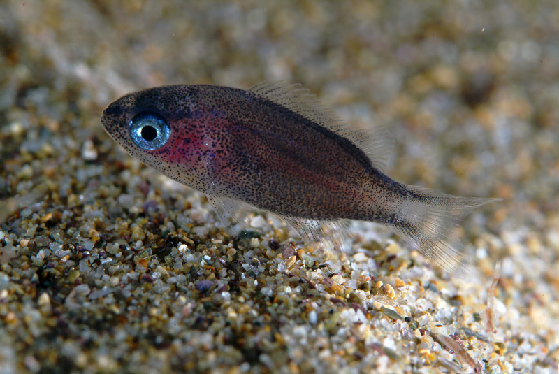 juvenile Chromis chromis